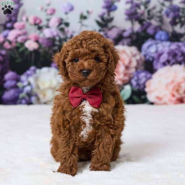 Benji, Miniature Poodle Puppy